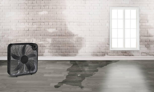 Best Professional water damage repair  in Atlantic, IA